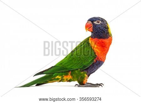 Side view of a Rainbow Lorikeet, Trichoglossus moluccanus, isolated