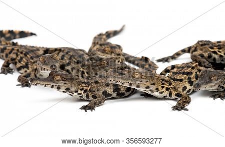 Group of Young West African slender-snouted crocodile, Mecistops cataphractus, isolated on white