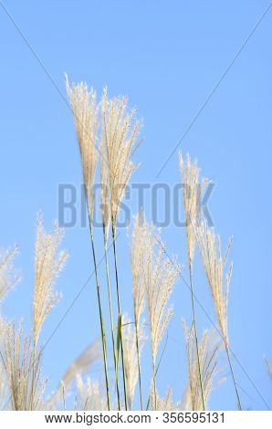 Amur Silvergrass (miscanthus Sacchariflorus), Is A Genus Of African, Eurasian, And Pacific Island Pl