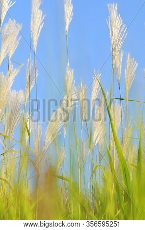 Amur Silvergrass (miscanthus Sacchariflorus), Is A Genus Of African, Eurasian, And Pacific Island Pl