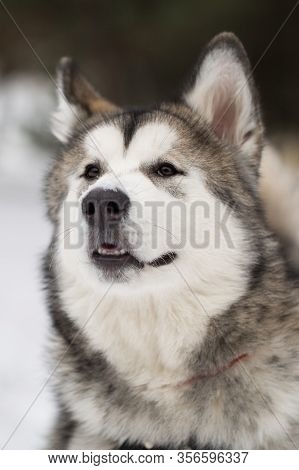 Dog Siberian Husky In The Winter In The Woods.