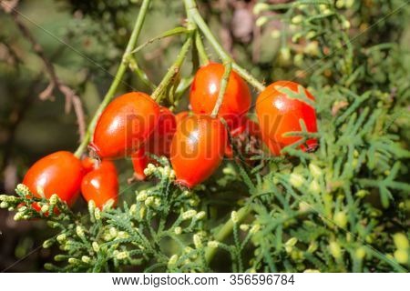 Branch With Rosehip Fruit That Grows Wild In The Argentine Mountains