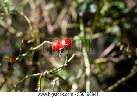 Branch With Rosehip Fruit That Grows Wild In The Argentine Mountains