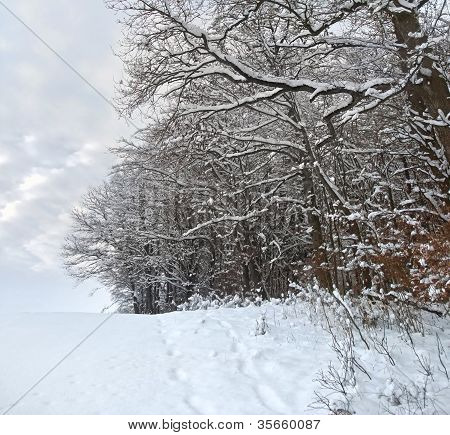Forêt d'hiver