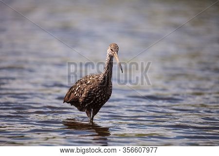 Limpkin Aramus Guarauna Wades Through A Marsh And Forages For Food