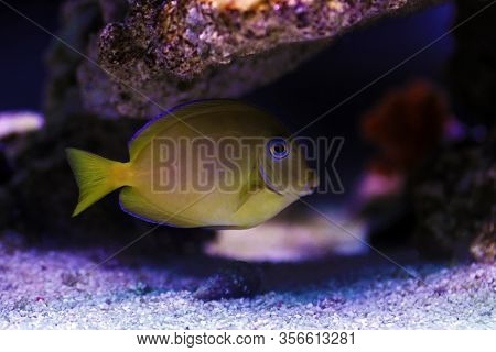Blue (yellow Juvenile) Atlantic Ocean Surgeonfish Tang - Acanthurus Coeruleus
