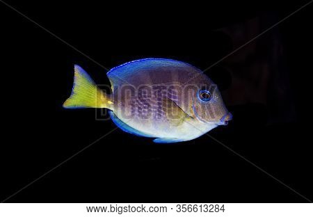 Blue (yellow Juvenile) Atlantic Ocean Surgeonfish Tang - Acanthurus Coeruleus