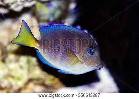 Blue (yellow Juvenile) Atlantic Ocean Surgeonfish Tang - Acanthurus Coeruleus