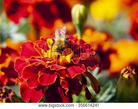 Bumblebee Collects Nectar And Pollinates The Flower. A Hymenopteran Insect From The Family Of True B