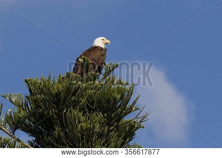 An Adult Bald Eagle (haliaeetus Ieucocephalus) Perched On A Branch High In A Tree.