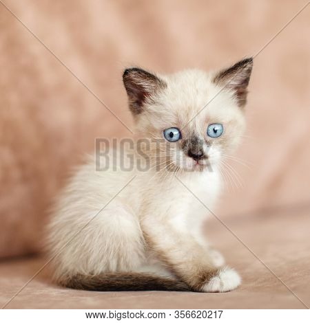 Kitten on the brown sofa. Little cut cat at home