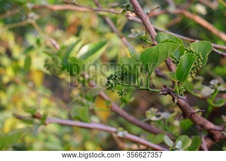 Common Names Include Fragrant Manjack, Snotty Gobbles, Cummingcordia, Glue Berry, Anonang, Pink Pear
