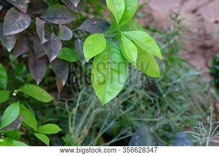 Lemon Leaves, Close Up Of Lemon Leaves For Texture,high Angle Close Up Of Fresh Green Herbs,citrus L