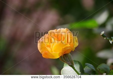 A Yellow Rose Flower Bloom On Plant In Day, Rose Flower In Nature. Yellow Rose Flower Background. Ro