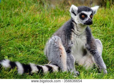 The Ring-tailed Lemur (lemur Catta) Is A Large Strepsirrhine Primate And The Most Recognized Lemur D