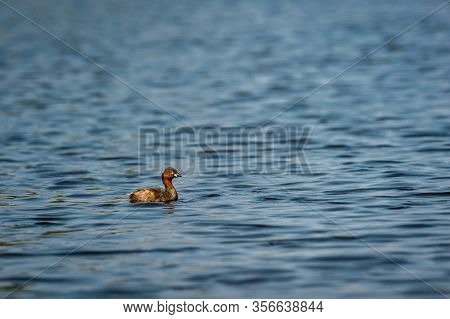 Little Grebe Or Tachybaptus Ruficollis Swimming In Clean Blue Water Of Keoladeo National Park Or Bha
