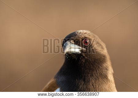 Bird Eye View Sharp Focused Closeup With Details In Feathers. Rufous Treepie Or Dendrocitta Vagabund