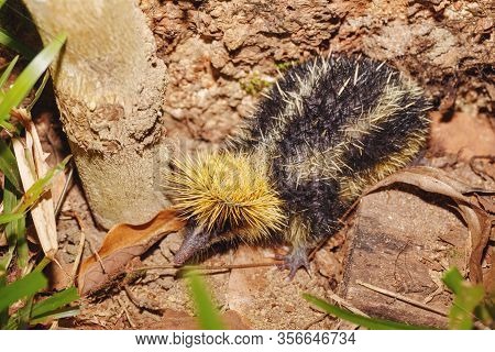 Endemic Animal Streaked Tenrec, Hemicentetes Semispinosus, In Defensive Posture In The Rainforest Of