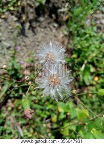Emilia Sonchifolia (lilac Tassel Flower, Cacalia Sonchifolia L.) With Natural Background