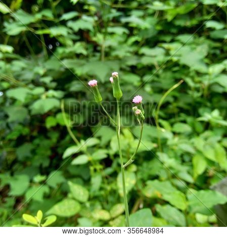 Emilia Sonchifolia (lilac Tassel Flower, Cacalia Sonchifolia L.) With Natural Background