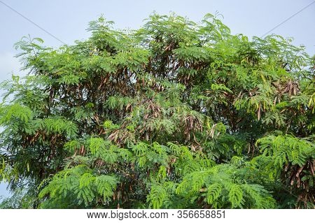 Fresh Green Leucaena Glauc Leaves In Nature Garden