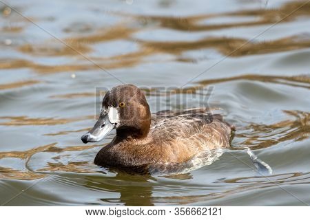 A Picture Of A Female Greater Scaup Swimming In The Lake.    Vancouver Bc Canada