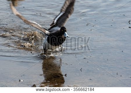 A Picture Of  A Male Greater Scaup Taking Off.   Vancouver  Bc  Canada