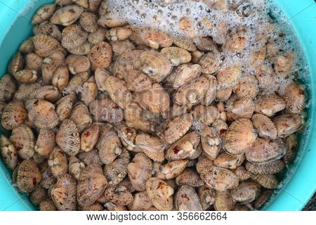 Surf Clam, Short Necked Clam, Carpet Clam, Venus Shell, Baby Clam, Paphia Undulate