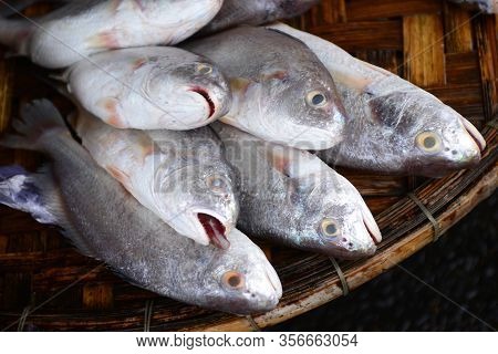 Croaker Fish Sell In Fresh Seafood Market, Note  Select Focus With Shallow Depth Of Field