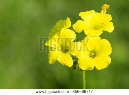 Photos Of Various Medicinal Plants And Medicinal Flowers