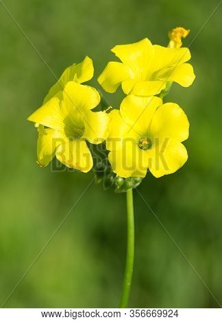 Photos Of Various Medicinal Plants And Medicinal Flowers