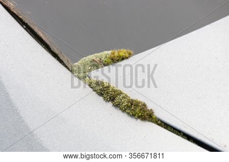 A Close Up View Of Moss Growing On The Back Of A Cars Window Due To The Cold And Rain And The Car No