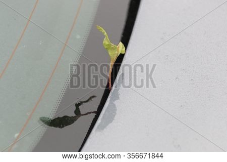 A Close Up View Of Moss Growing On The Back Of A Cars Window Due To The Cold And Rain And The Car No