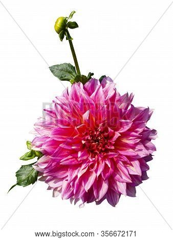 Beautiful Red Dahlia. Dahlias Isolated On White Background