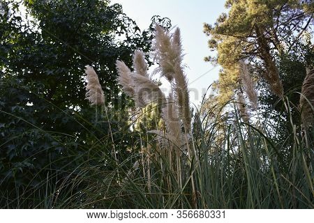 Detail Of Capim Das Pampas - Cortaderia Jubata In Nature