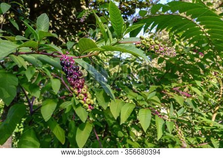 Detail Of Ervatintureira - Phytolacca Acinosa In Nature