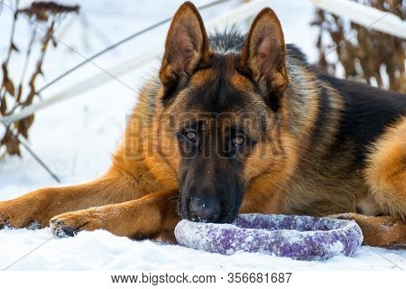 Dog German Shepherd In A Park In A Winter Day