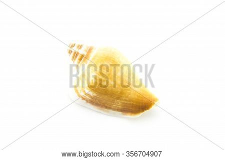 Sea Or Ocean Shell 