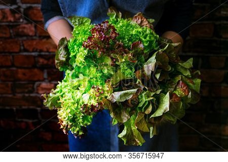 Woman In Dark Blue Apron Holding Lettuce Heads Standing Against Old Brick Wall