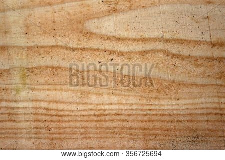 Douglas Fir, Pseudotsuga Menziesii, Tree Recently Sawn Timber Plank Without Knots And Showing The Gr