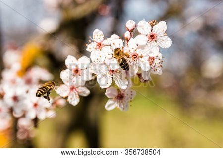 Closeup Spring Nature Scene Of Two Bees Pollinating White Pink Bloomy Cherry Flowers In Sunny Day