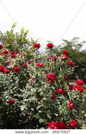 Buisson de Roses rouges