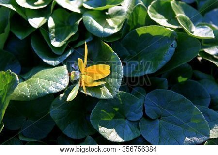 Bright Yellow Flower Caltha Among Lush Green Leaves, Closeup.