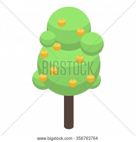 Apricot Tree Icon. Isometric Of Apricot Tree Vector Icon For Web Design Isolated On White Background