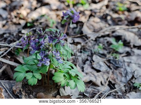 Primroses In Spring In A Deciduous Forest, Flowers Of A Rye, Gray, Perennial Herb, Primroses In Spri