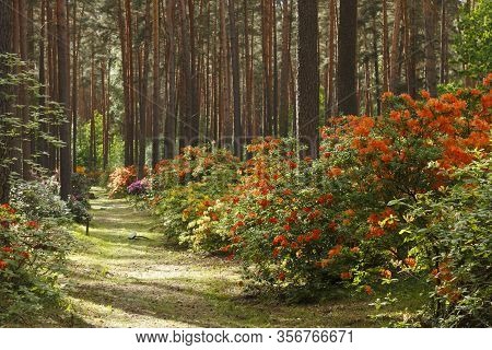 Big Azalea Or Rhododendron In Garden. Season Of Flowering Azaleas (rhododendron) At Botanical Garden