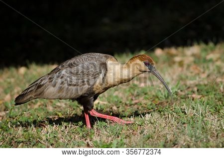 Black-faced Ibis Theristicus Melanopis. Temuco. Araucania Region. Chile.