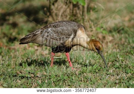 Black-faced Ibis Theristicus Melanopis Searching For Food. Temuco. Araucania Region. Chile.