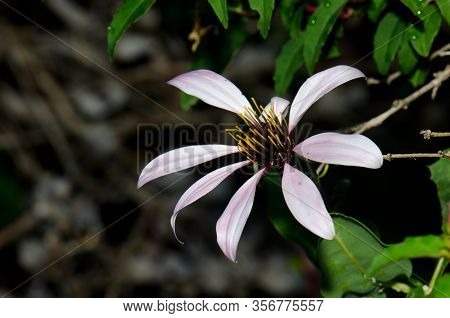 Flower Of Chilean Climbing Gazania Mutisia Ilicifolia. Conguillio National Park. Araucania Region. C