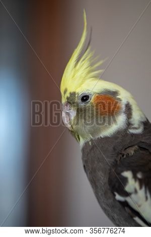 Cockatiel (nymphicus Hollandicus), A Grey And Yellow Companion Parrot